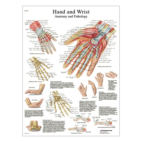 Charte « Hand and wrist - Anatomy and Pathology »