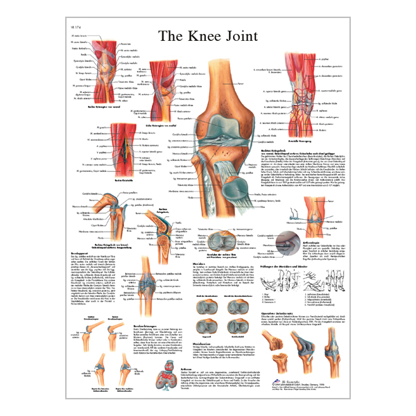 Charte "The Knee Joint"