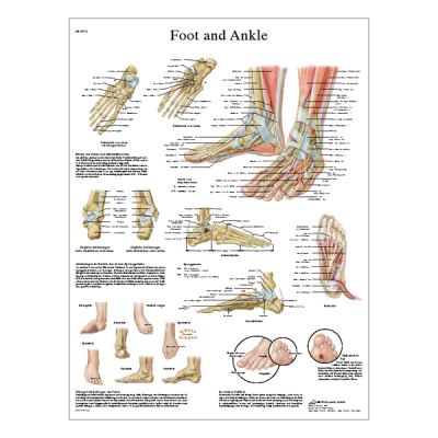 Charte « Foot and ankle - Anatomy and Pathology »