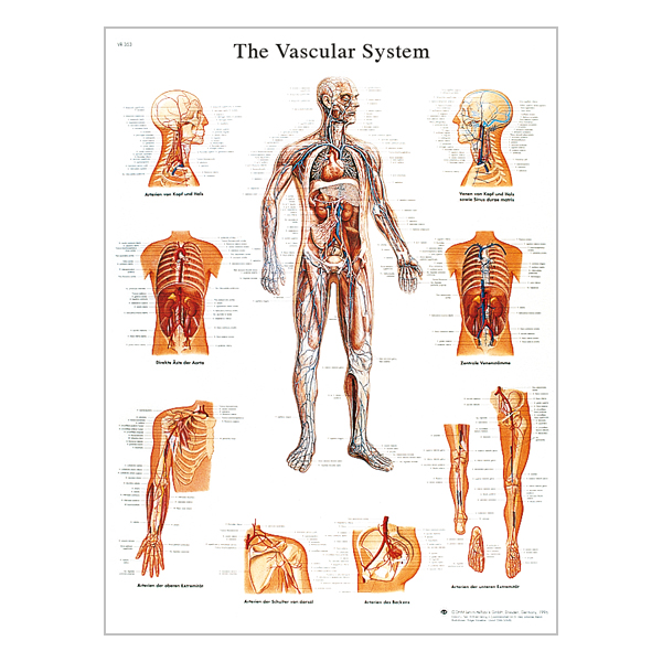 Charte "The vascular system"