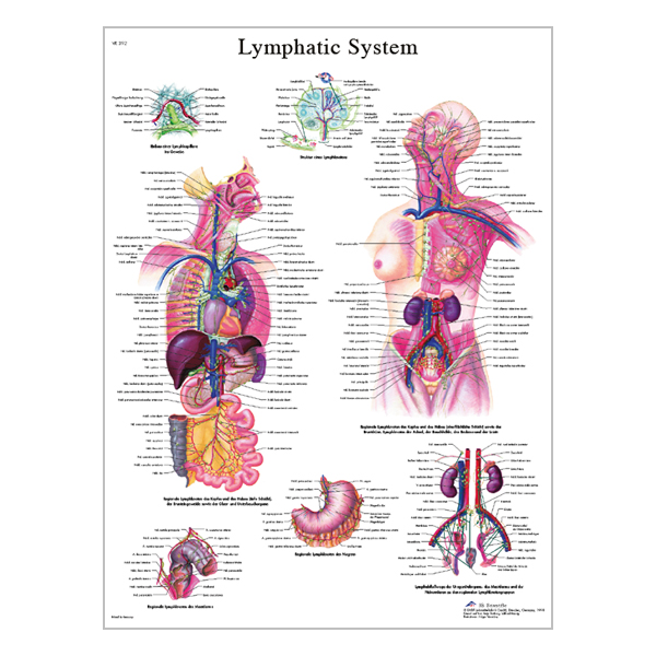 Charte "The lymphatic system"