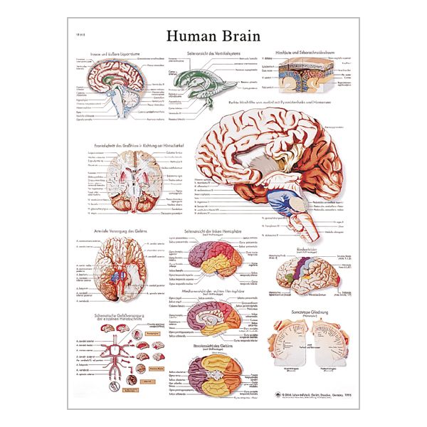 Chart "The Human Brain"
