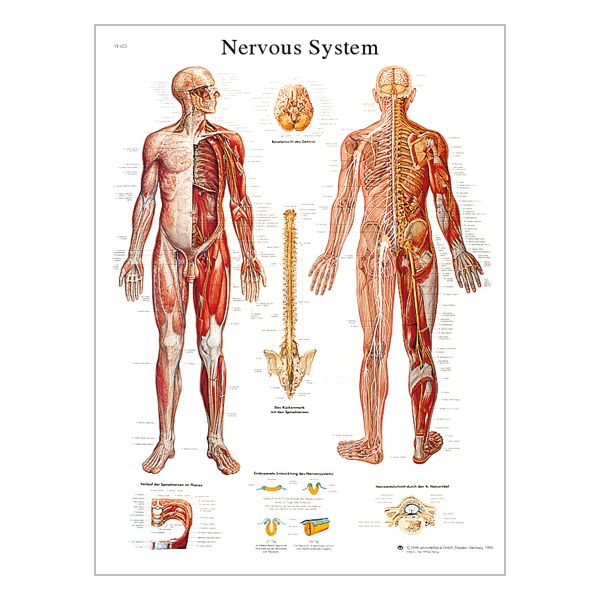 Chart "The nervous system"