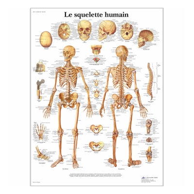 Charte « Le squelette humain »