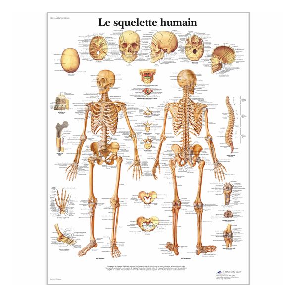 Chart "Le squelette humain"