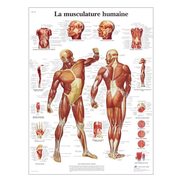 Charte "La musculature humaine"