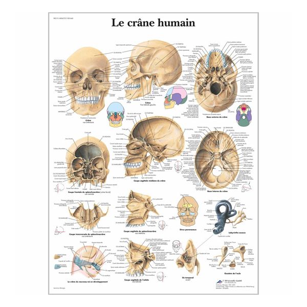 Chart "Le crâne humain"