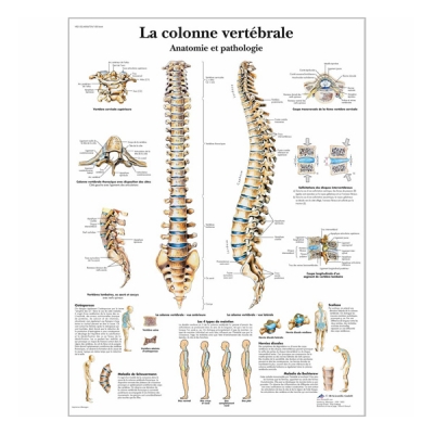 Chart "La colonne vertébrale - Anatomie et pathologie"