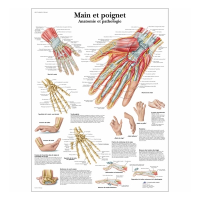 Chart "Main et poignet - Anatomie et pathologie"