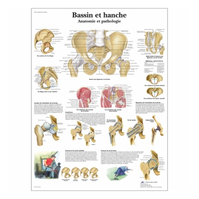Chart "Bassin et hanche - Anatomie et pathologie"