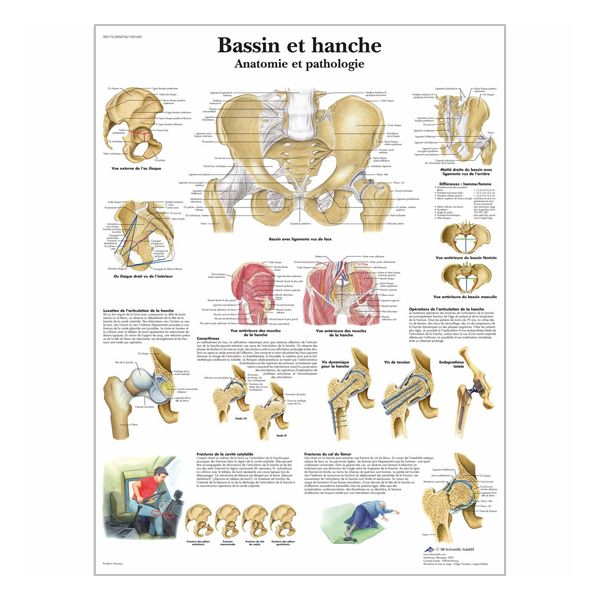 Charte "Bassin et hanche - Anatomie et pathologie"