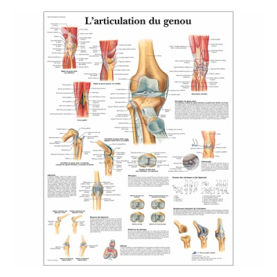 Chart "Articulation du genou"