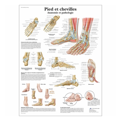 Chart "Pieds et chevilles - Anatomie et pathologie"