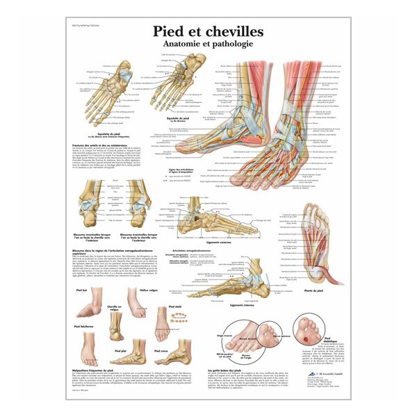 Charte "Pieds et chevilles - Anatomie et pathologie"