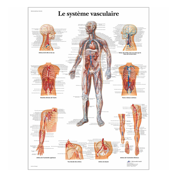 Chart "Le système vasculaire"