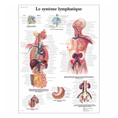 Chart "Le système lymphatique"