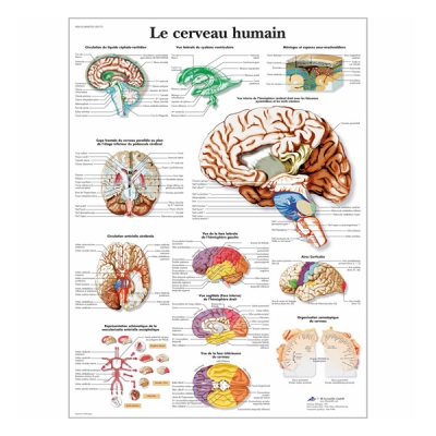 Chart "Le cerveau humain"
