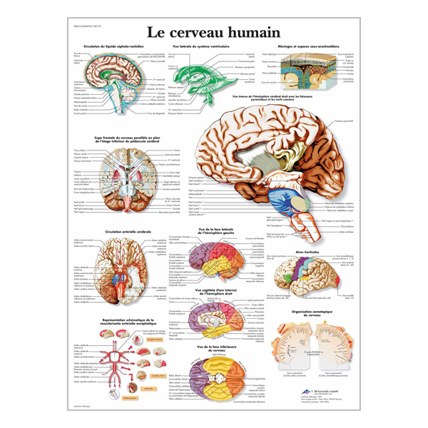 Charte "Le cerveau humain"