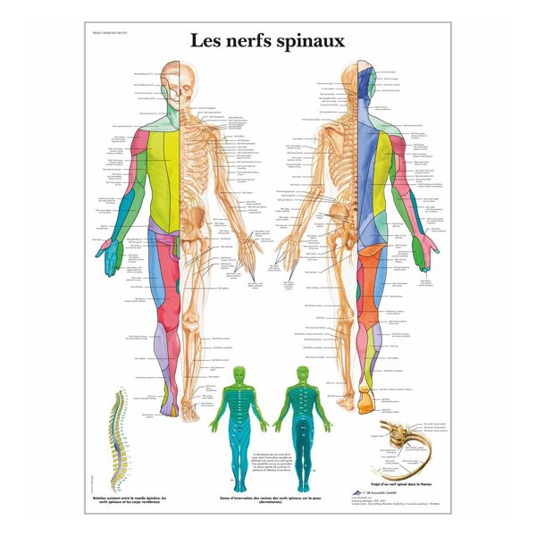 Chart "Les nerfs spinaux"