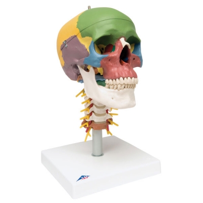 Didactic Human Skull Model on Cervical Spine, 4 parts