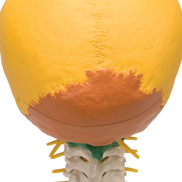 Modèle didactique de crâne humain sur colonne cervicale, 4 parties