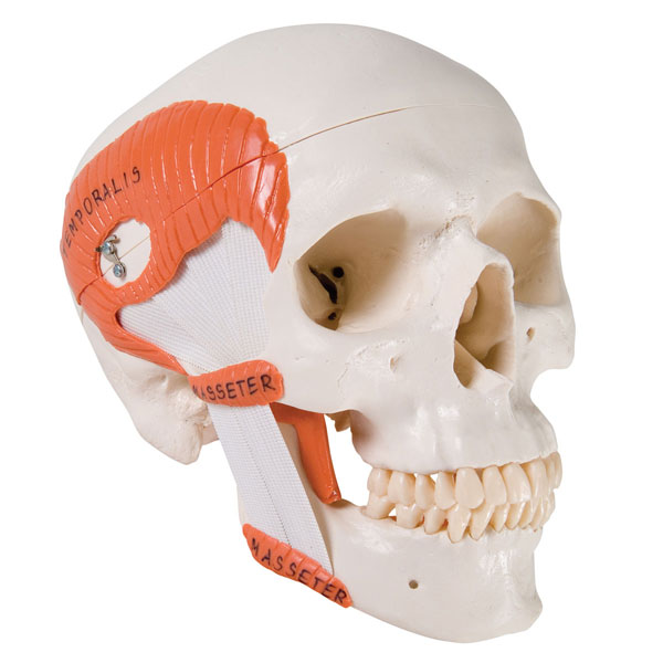 Modèle humain de crâne avec joint temporo-mandibulaire, 2 parties