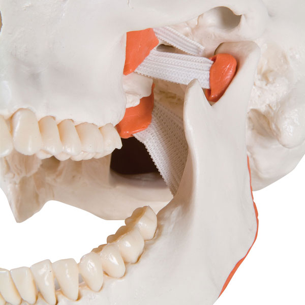 Modèle humain de crâne avec joint temporo-mandibulaire, 2 parties