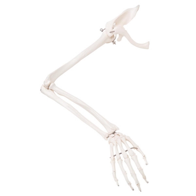 Arm with scapula and clavicle