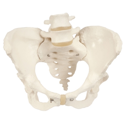 Functional female pelvic skeleton model