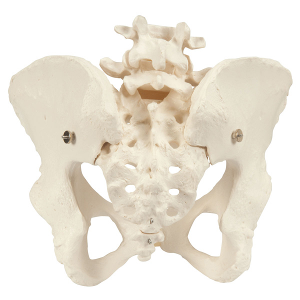 Functional female pelvic skeleton model