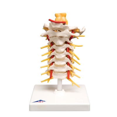 Cervical Spinal Column