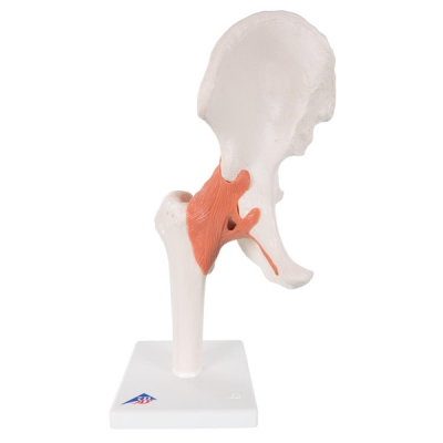 Functional hip joint model
