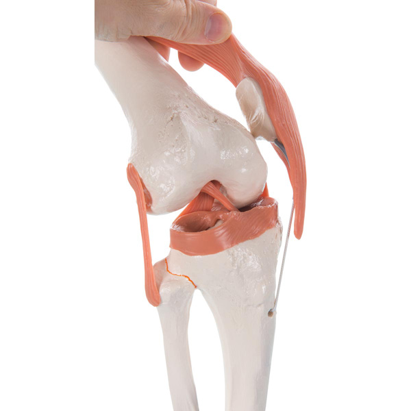 Modèle fonctionnel de l'articulation du genou