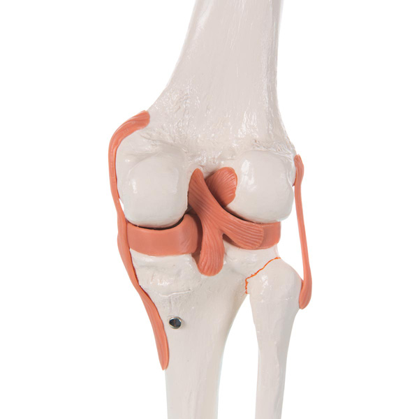Functional knee joint model