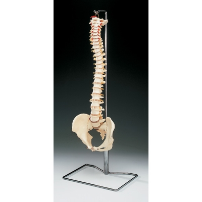 Budget vertebral column with stand