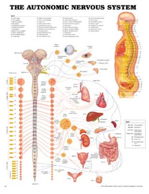 Chart "The autonomic nervous system"