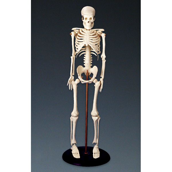 "Tiny Tim" the miniature skeleton