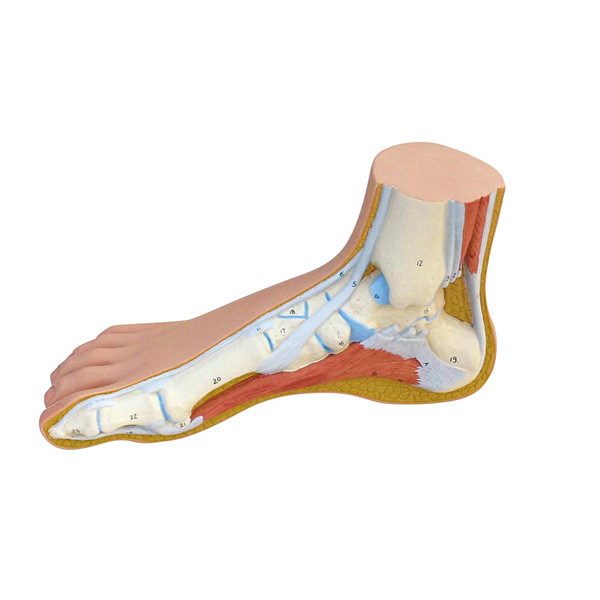 Functional normal foot model