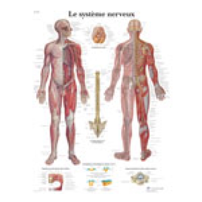 Charte « Le système nerveux »
