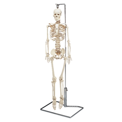 Mr. Thrifty Flexible Skeleton  