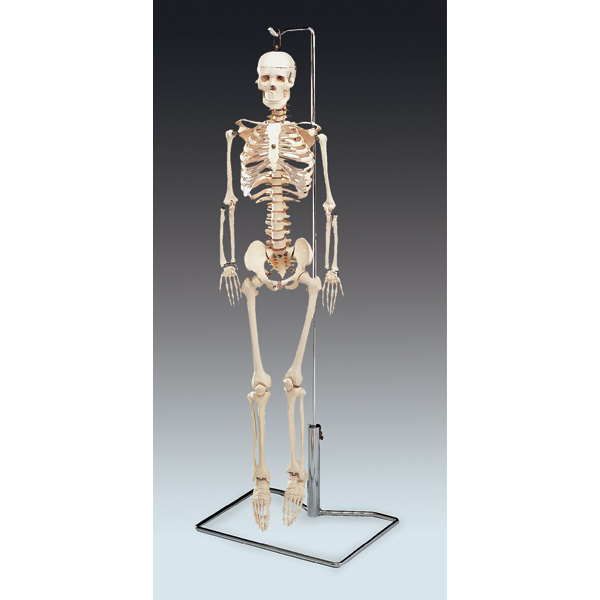 Mr. Thrifty flexible skeleton 